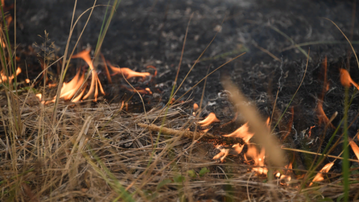 В Испании полыхают леса: Статистика оказалась неутешительна