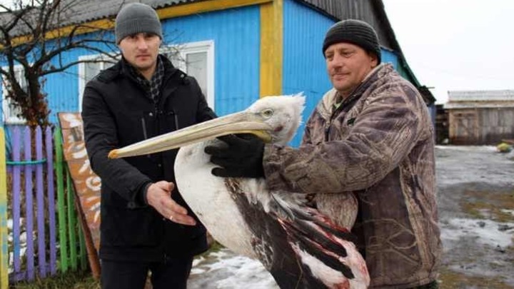 Сам или подстрелили? Пеликан врезался в ЛЭП и обесточил деревню в Новосибирской области