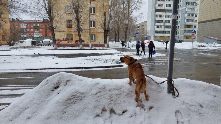 Власти Кемерова прокомментировали нападение собак на горожанку