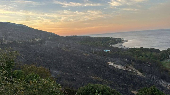 В Рослесхозе назвали предварительную причину лесного пожара в Новороссийске