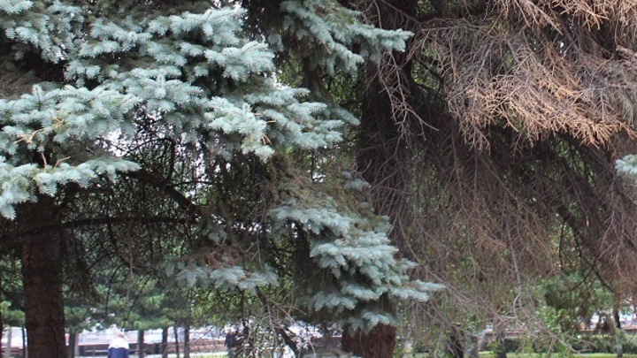 Прогулка длинною в жизнь. В парке города Сальска во время променада умер молодой человек