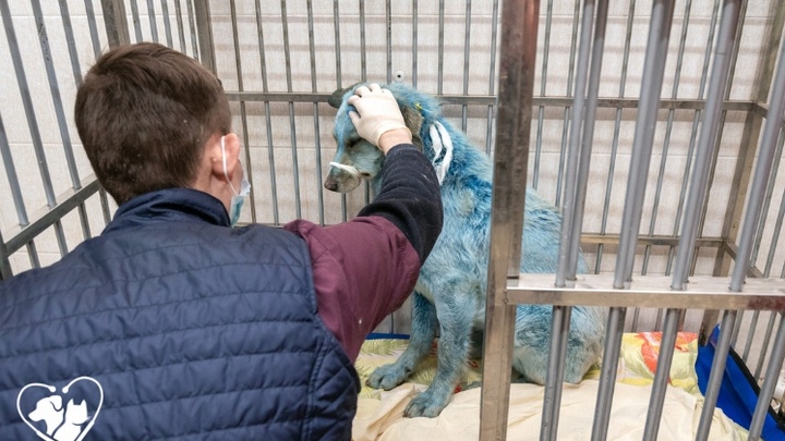 Двух синих собак из Дзержинска заберут на муниципальные предприятия