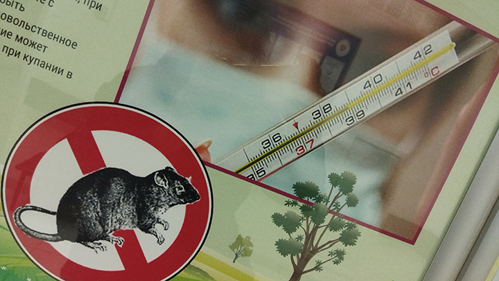 Жительница Новосибирска пожаловалась на крыс на площадке у детского сада