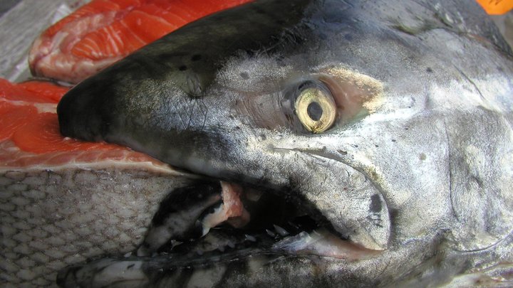 Страсти по горбуше: Норвежцы объявили любимую рыбу русских паразитом. И сети не сдержались