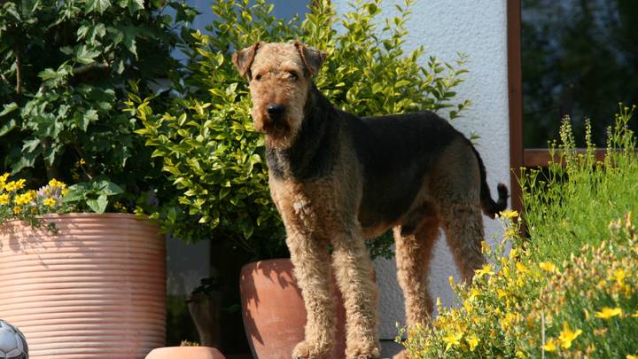 Режиссёр раскрыл секрет фильма Приключения Электроника: Собака спасла съёмочную группу