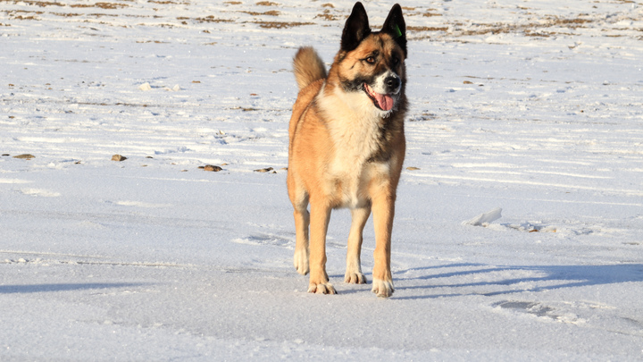 В Златоусте бродячие набросились на трёх школьников