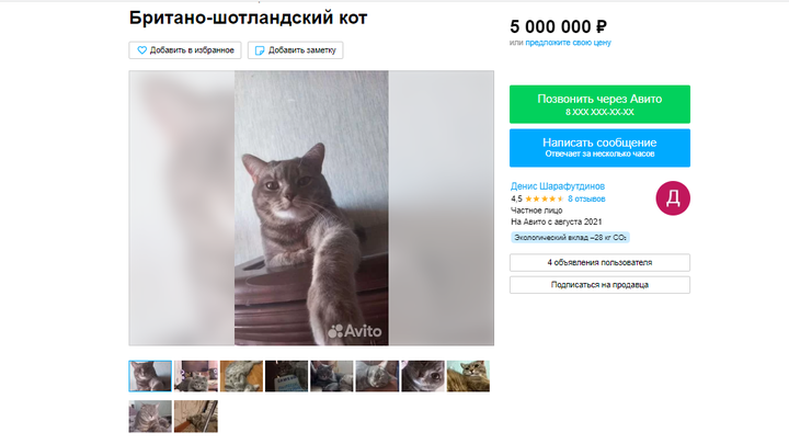 В Кургане продают уникального кота за 5 млн рублей