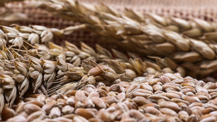 Киев ведёт народ к голодомору: Зерновая сделка обернулась против украинцев