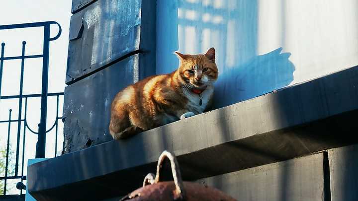 В России изобрели ошейник для определения больных кошек по голосу