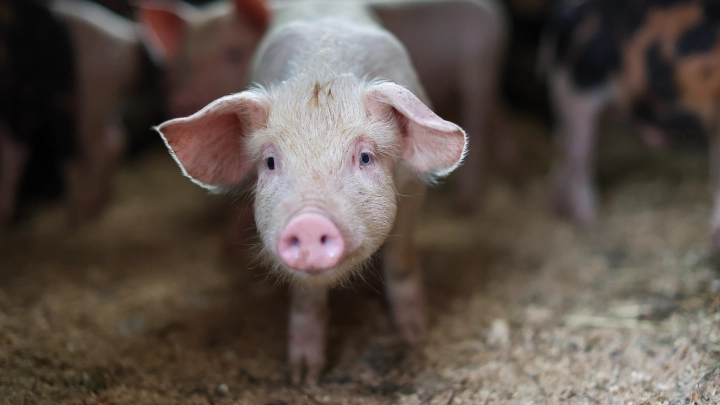 Неожиданный спаситель: свинья спасла солдат в зоне СВО, подорвавшись на мине