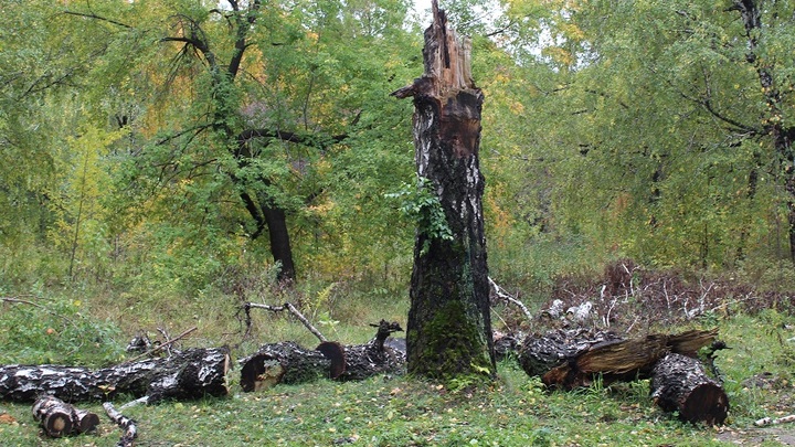 В городе Гуково сгнившее дерево убило мать двоих детей