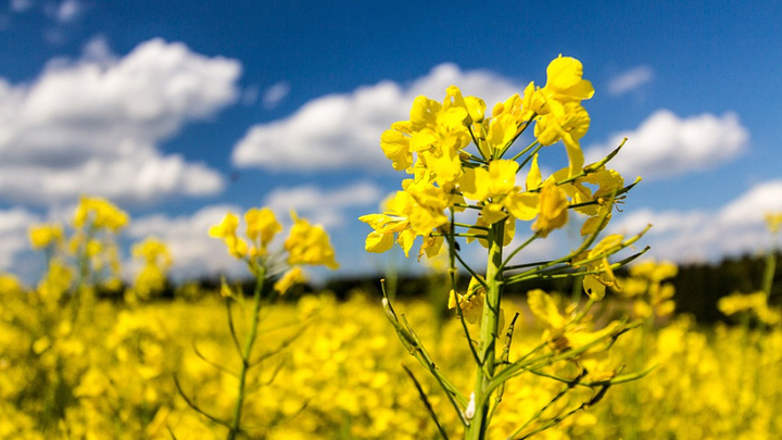 Краснодарский край собрал рекордный урожай рапса