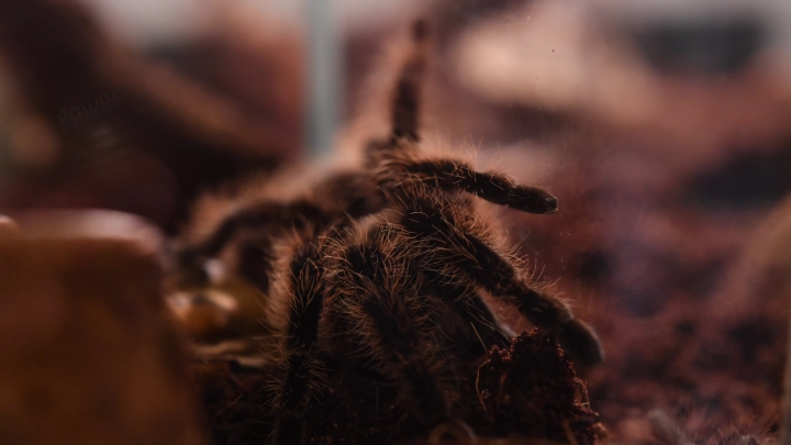 Подмосковье атакуют огромные волосатые пауки. Встреча будет болезненной: Арахнолог объяснил, может ли укус тарантула стать смертельным