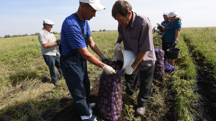 В МГУ прошло исследование: вирус картофеля стал основой наночастиц для медицины