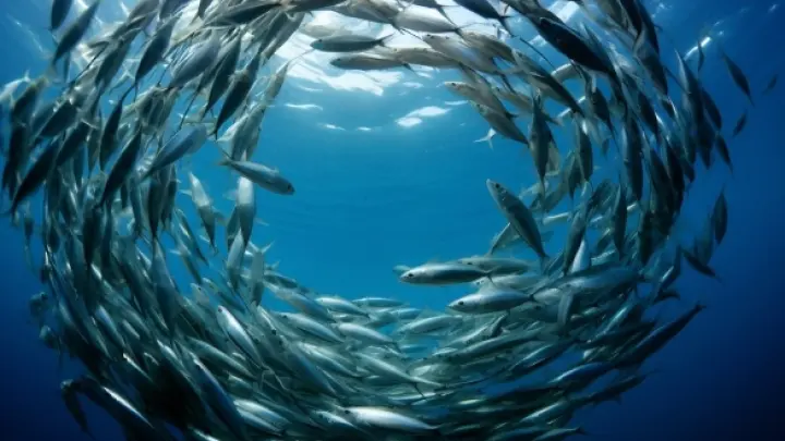 Смертельная угроза с Чёрного моря: Русские ни при чём