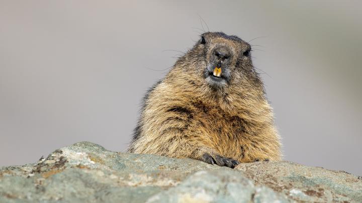 Не удалось заменить: В США отменили День сурка