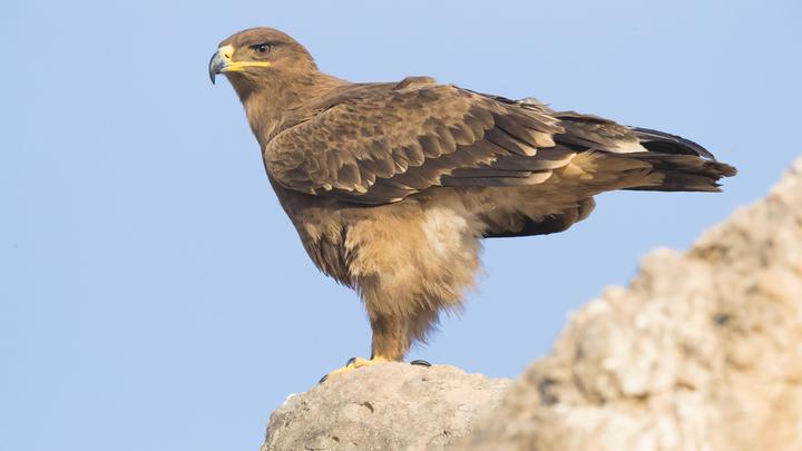 Отец и сын в Дагестане избили палкой редкого орла: МВД не имеет права даже дело возбудить