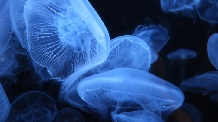 Тринадцать человек положили в больницу после кусов медуз на пляжах Приморья