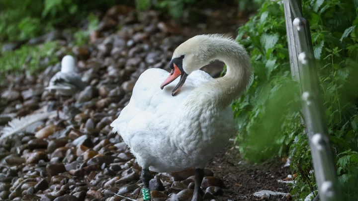 Отмытый от мазута лебедь обнял спасительницу: Трогательные кадры расходятся по Сети