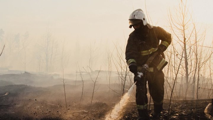 На пожаре в Челябинской области погибли домашние кошки и собака