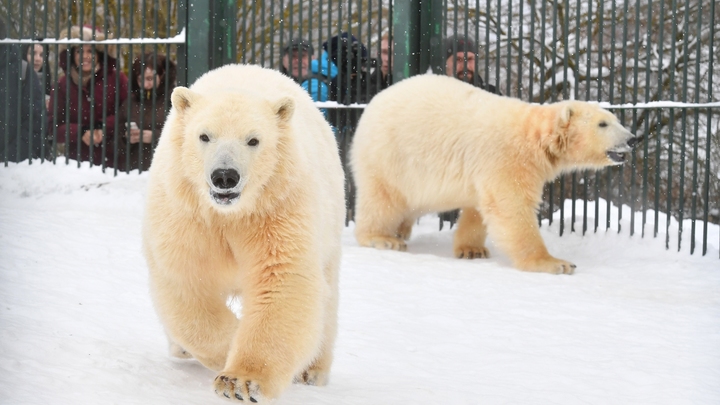 Белые медведи Норди и Шайна могут переехать в другой вольер Новосибирского зоопарка