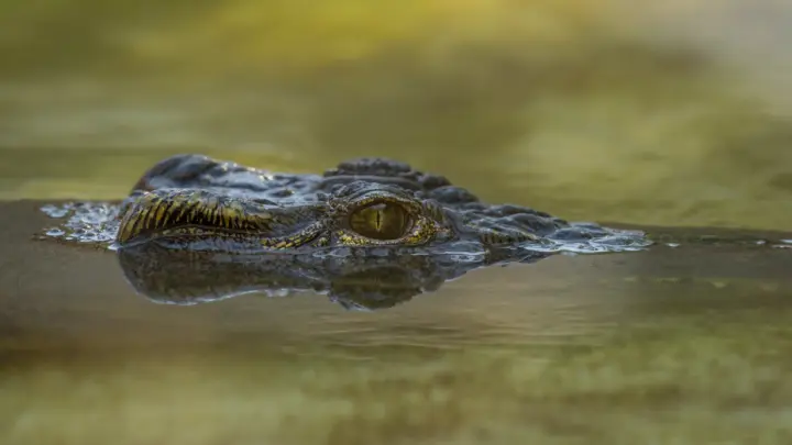Американца, скормившего девочку аллигаторам, приговорили, но так и не казнили