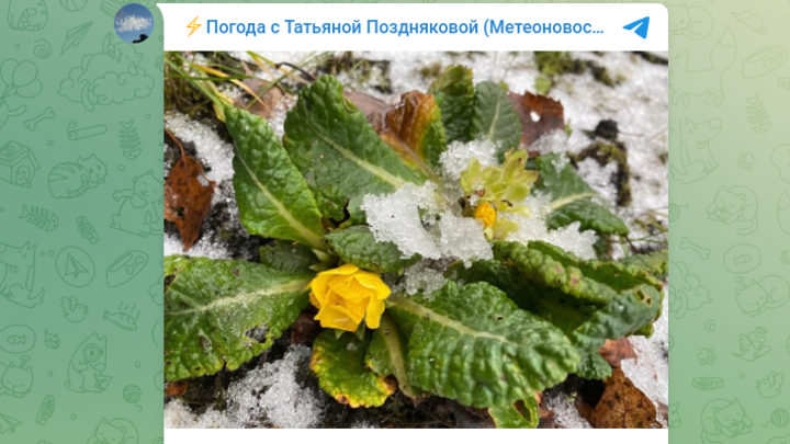 В Подмосковье в первый день зимы расцвели примулы