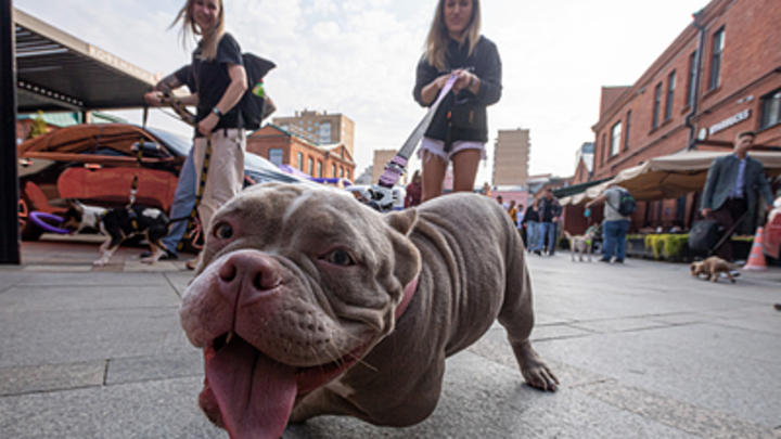 В Новороссийске домашняя собака бросила на школьницу и покусала её