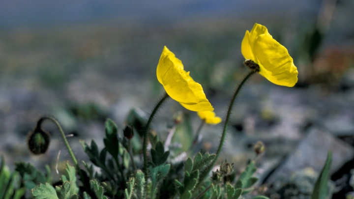В Москве из-за аномального тепла зацвели цветы