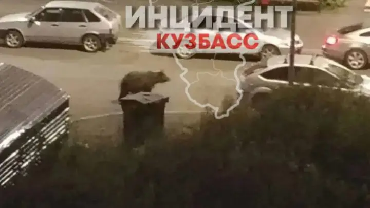 Погнался за мужчиной: медведь зашел во двор ЖК в Кемерове на детскую площадку: видео