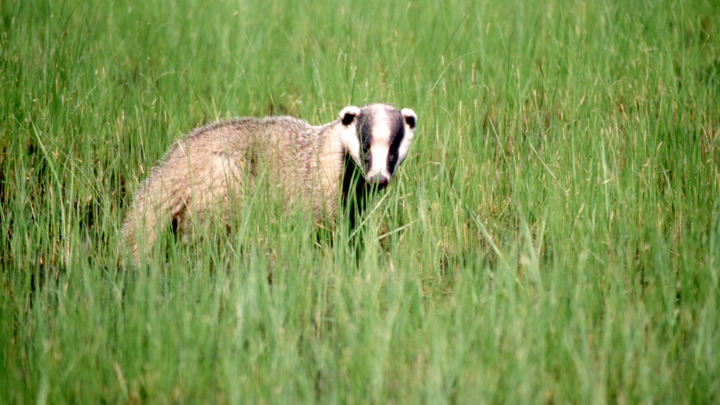 Бешенный барсук напал на 13-летнего мальчика в Приморье, объявлен карантин