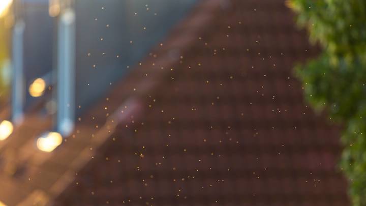 Вирусолог назвал самую эффективную защиту от комаров - разносчиков смертельной лихорадки