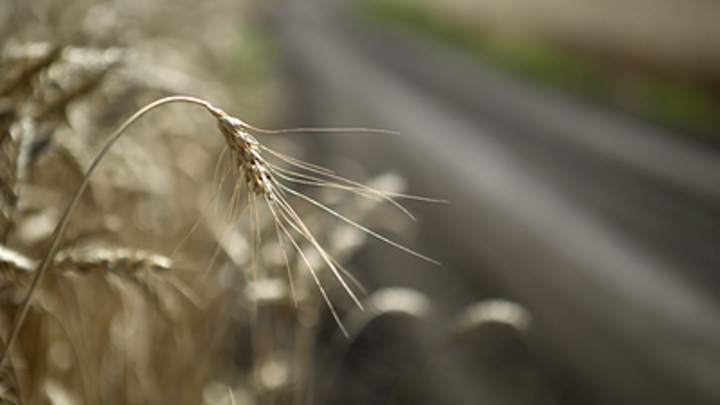 В Рубежном возник пожар на элеваторе на 30 тысяч тонн зерна после обстрелов ВСУ