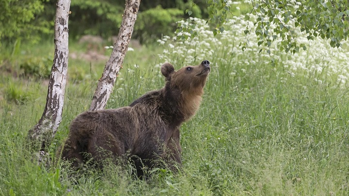 Пушистая Банана спасена: Крошку-медвежонка подобрали на дороге под Красноярском