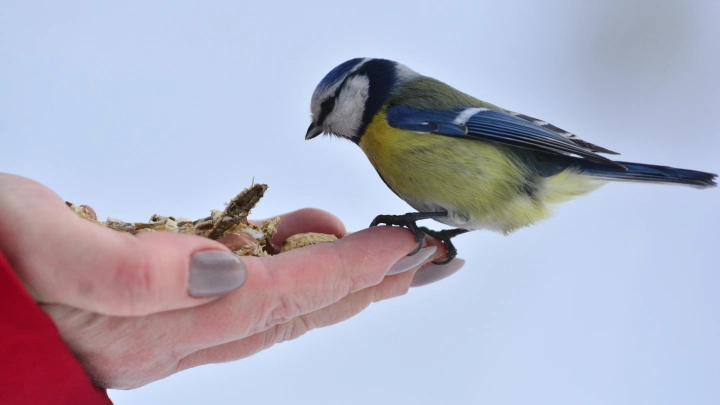 Другие птицы в Чернобыльской зоне отчуждения: как изменила их радиация