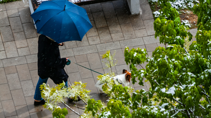 В пятницу в Москве ожидается штормовой ветер