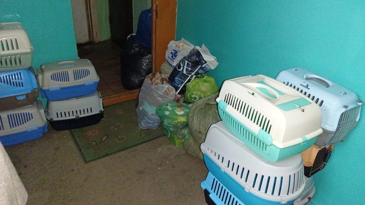 У челябинской семьи забрали квартиру и 40 кошек