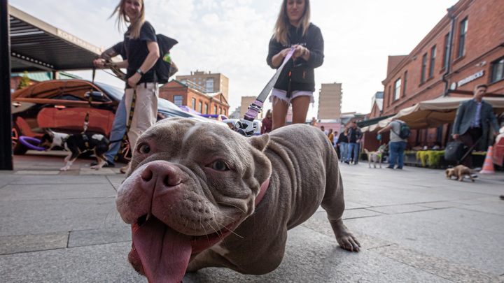 В Краснодаре собака бойцовской породы растерзала терьера на глазах у хозяйки