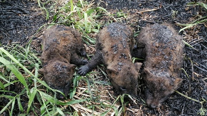 Под Волоколамском лесничие спасли лисят из огня