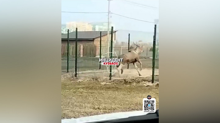 Испуганный лось устроил погром на детской площадке в Кемерове