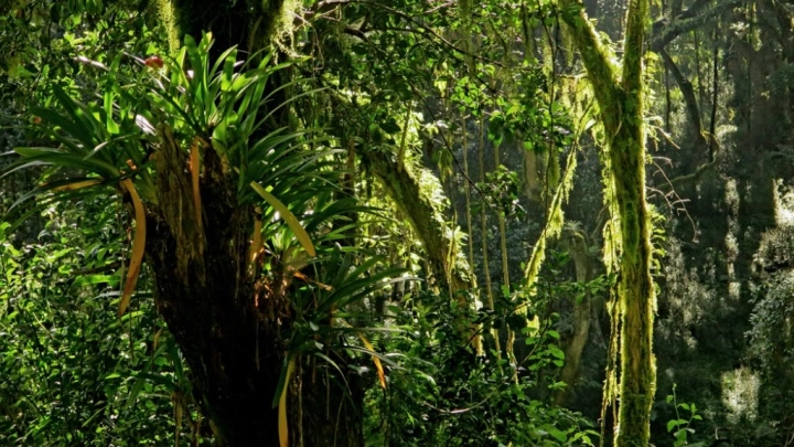 Леса Африки перестали поглощать углерод и начали выделять его в атмосферу