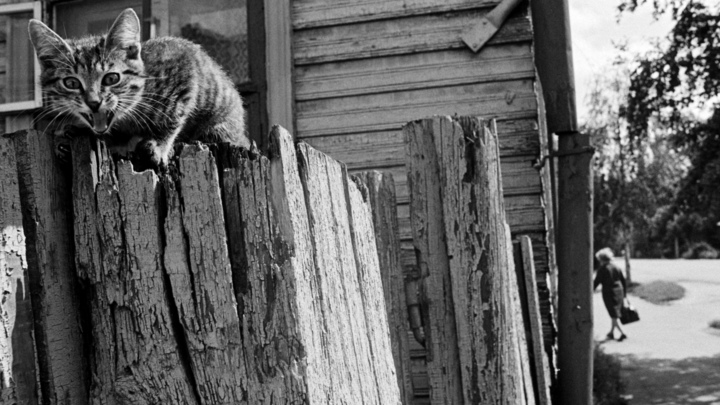 Не шлепок, а избиение: образцовый семьянин убил студента ИТМО, который пытался спасти котенка