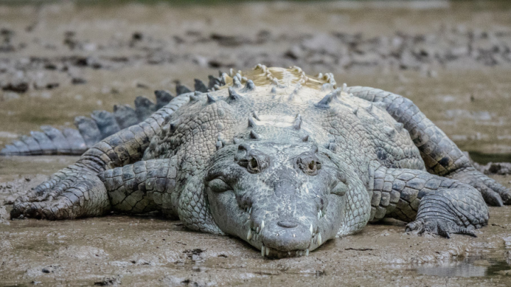 Крокодил сожрал десятилетнего мальчика на озере у школы в Замбии
