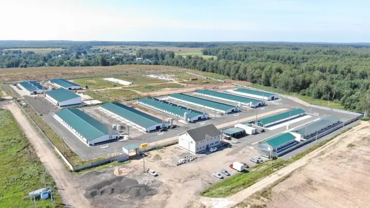 В Подмосковье запустили репродуктор для импортозамещения в птицеводстве