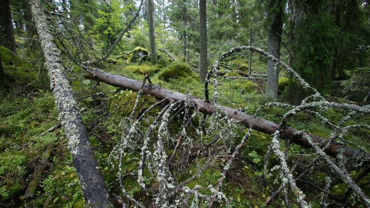 В нацпарке Сочи для защиты от вырубки арестованы заповедные участки, похищенные неизвестными