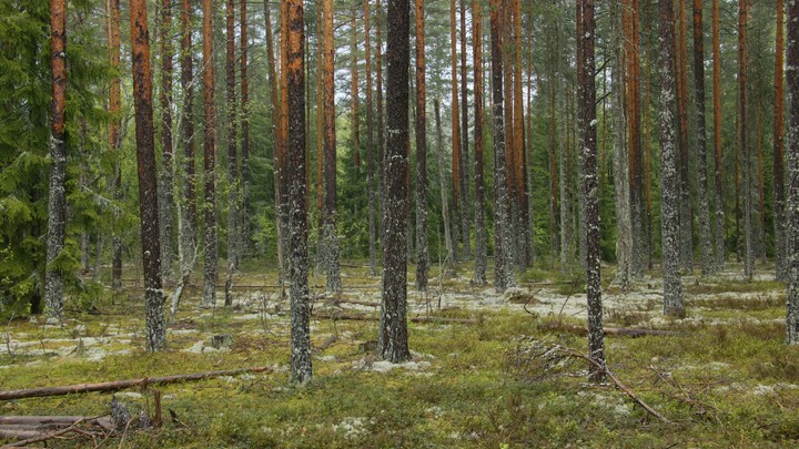 Более 2600 нижегородцев пострадали от укусов клещей в 2021 году