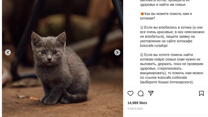 Аптекарский огород в Москве бесплатно раздает оранжерейных котов