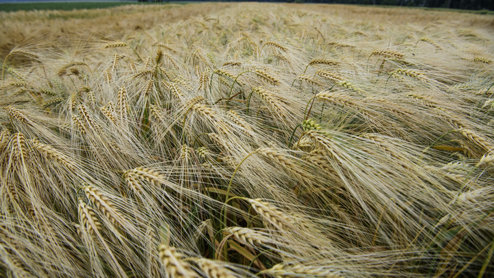 Экспорт сельхозпродукции из России превысил 7 млрд долларов