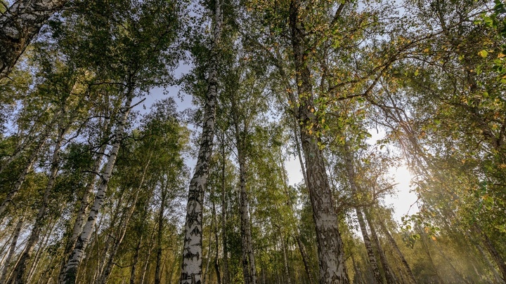 Посреди леса в Челябинске выросла панелька. Разбираемся, законно ли это