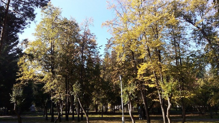 На улице Восход в Новосибирске проведут обрезку деревьев